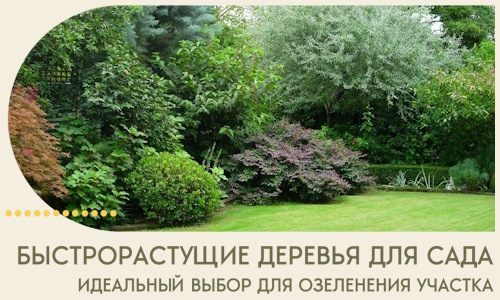 Быстрорастущие деревья для сада идеальный выбор в Бердске