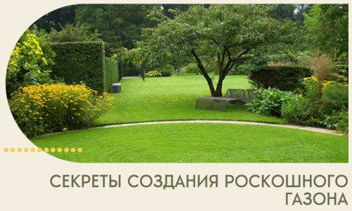 Секреты создания роскошного газона в Бердске