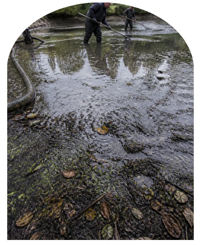 Очистка пруда в Бердске от ила мусора и водорослей с вывозом